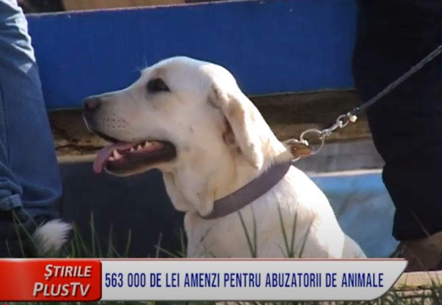 563 000 DE LEI AMENZI PENTRU ABUZATORII DE ANIMALE