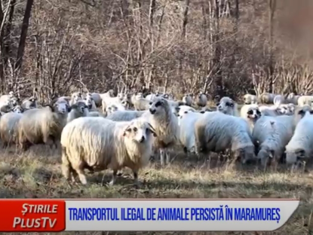 TRANSPORTUL ILEGAL DE ANIMALE PERSISTĂ ÎN MARAMUREȘ