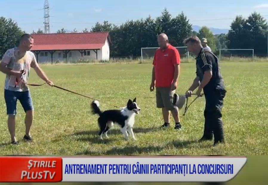 ANTRENAMENT PENTRU CÂINII PARTICIPANȚI LA CONCURSURI