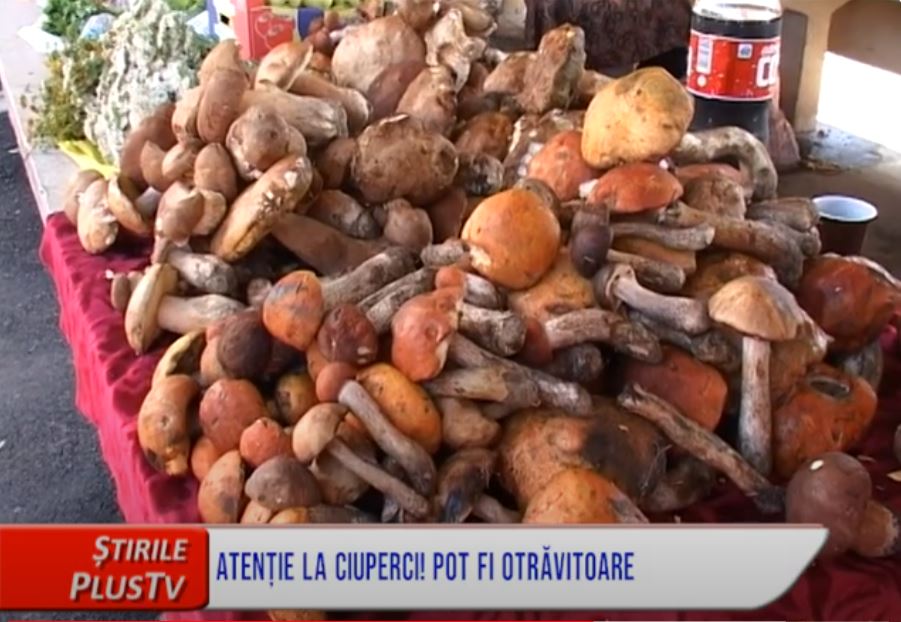 ATENȚIE LA CIUPERCI!POT FI OTRĂVITOARE