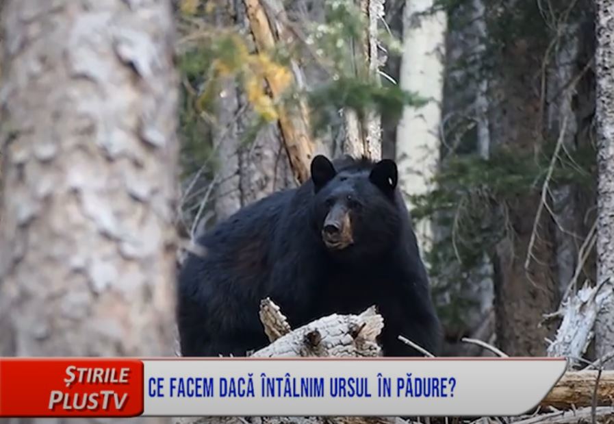 CE FACEM DACĂ ÎNTÂLNIM URSUL ÎN PĂDURE?