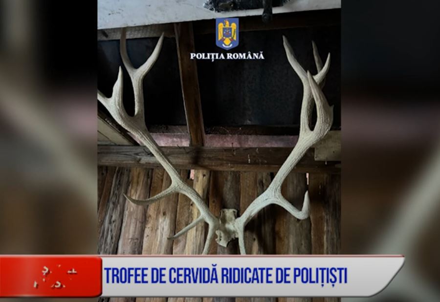 TROFEE DE CERVIDĂ, RIDICATE DE POLIȚIȘTI