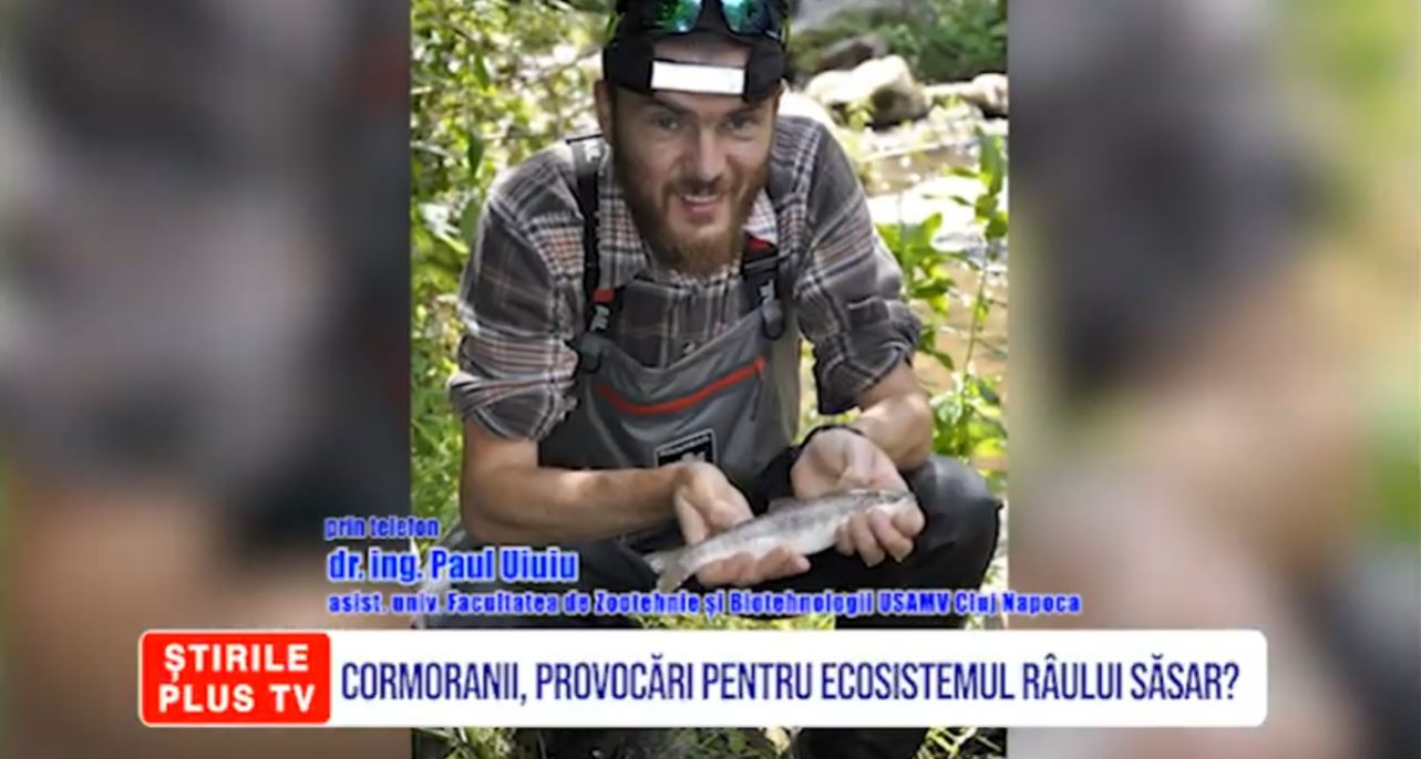 CORMORANII, PROVOCĂRI PENTRU ECOSISTEMUL RÂULUI SĂSAR?