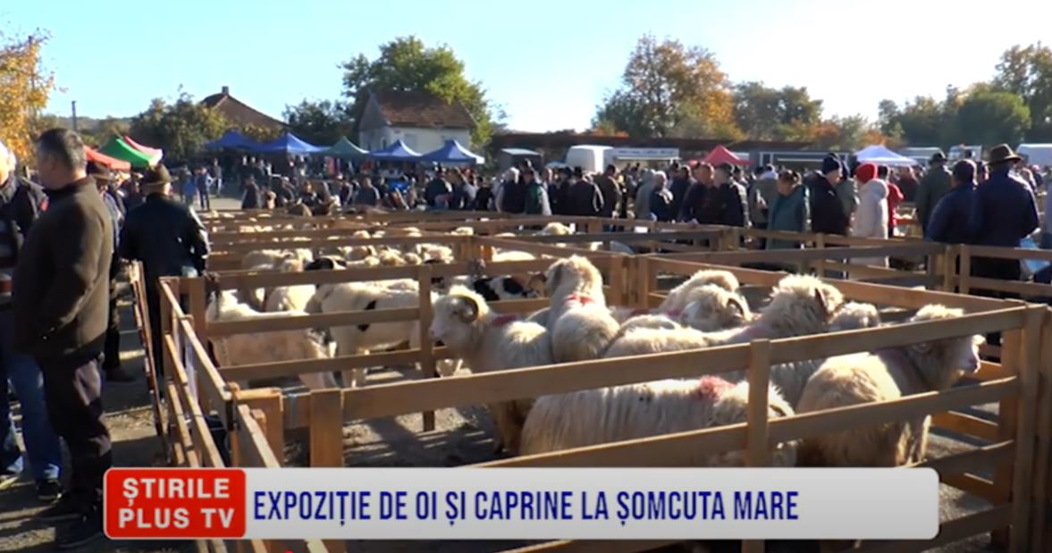 EXPOZIȚIE DE OI ȘI CAPRINE LA ȘOMCUTA MARE