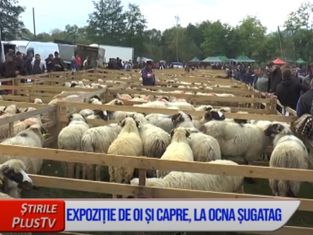 EXPOZIȚIE DE OI ȘI CAPRE, LA OCNA ȘUGATAG