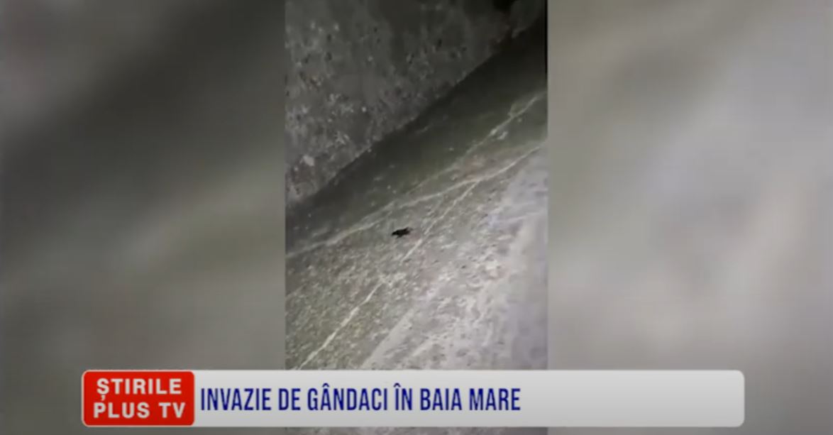 INVAZIE DE GÂNDACI ÎN BAIA MARE