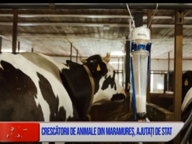 CRESCĂTORII DE ANIMALE DIN MARAMUREȘ, AJUTAȚI DE STAT