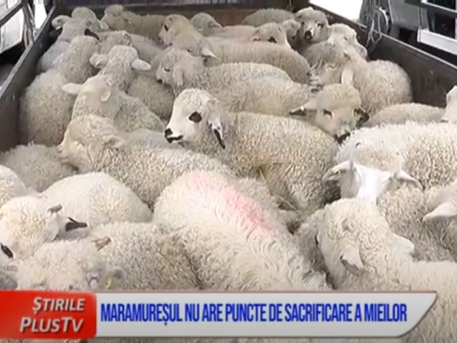 MARAMUREȘUL NU ARE PUNCTE DE SACRIFICARE A MIEILOR