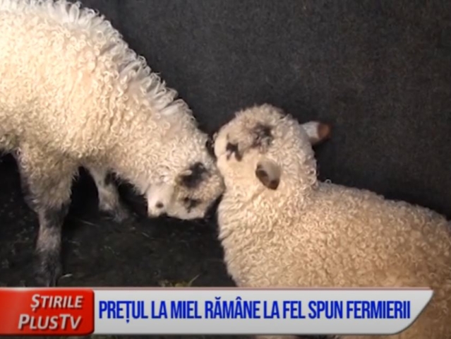 PREȚUL LA MIEL RĂMÂNE LA FEL, SPUN FERMIERII