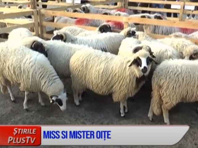 MISS SI MISTER OIȚE