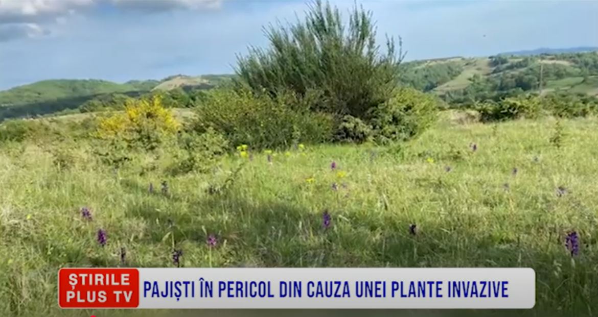 PAJIȘTI ÎN PERICOL DIN CAUZA UNEI PLANTE INVAZIVE
