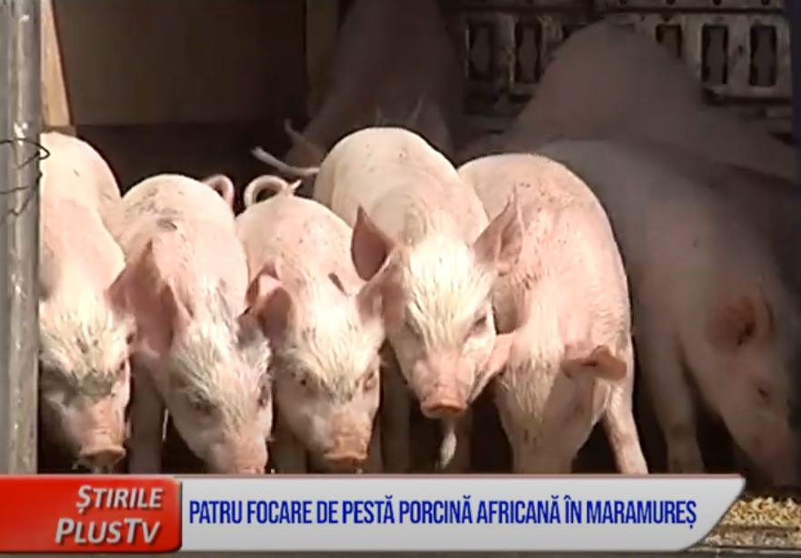 PATRU FOCARE DE PESTĂ PORCINĂ AFRICANĂ ÎN MARAMUREȘ