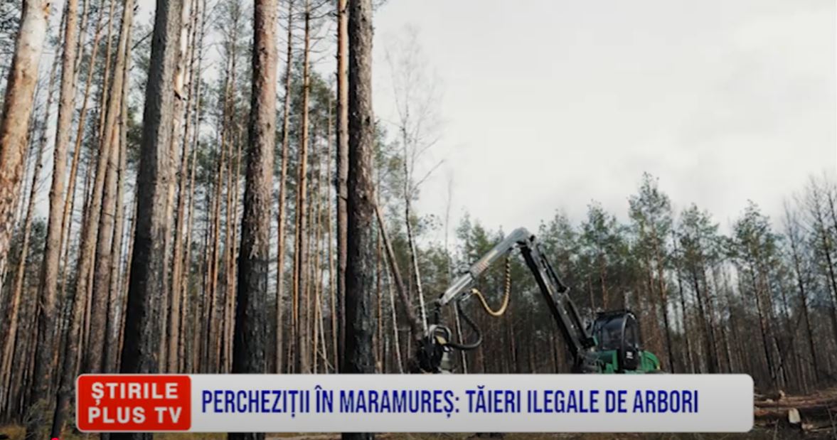 PERCHEZIȚII ÎN MARAMUREȘ: TĂIERI ILEGALE DE ARBORI