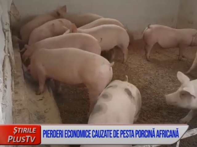 PIERDERI ECONOMICE CAUZATE DE PESTA PORCINĂ AFRICANĂ