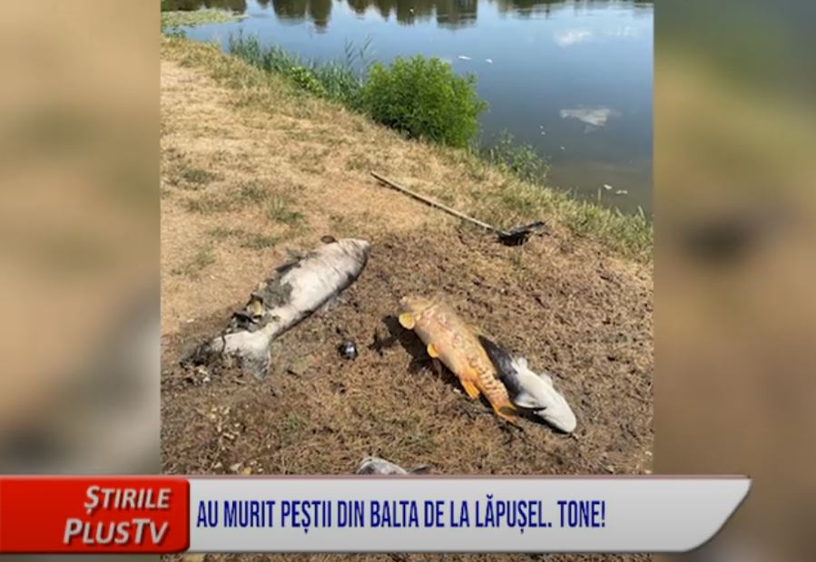 AU MURIT PEȘTII DIN BALTA DE LA LĂPUȘEL. TONE!