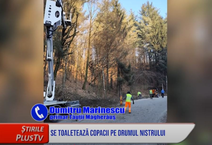 SE TOALETEAZĂ COPACII PE DRUMUL NISTRULUI