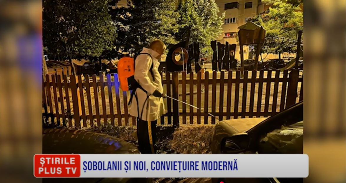 ȘOBOLANII ȘI NOI, CONVIEȚUIRE MODERNĂ
