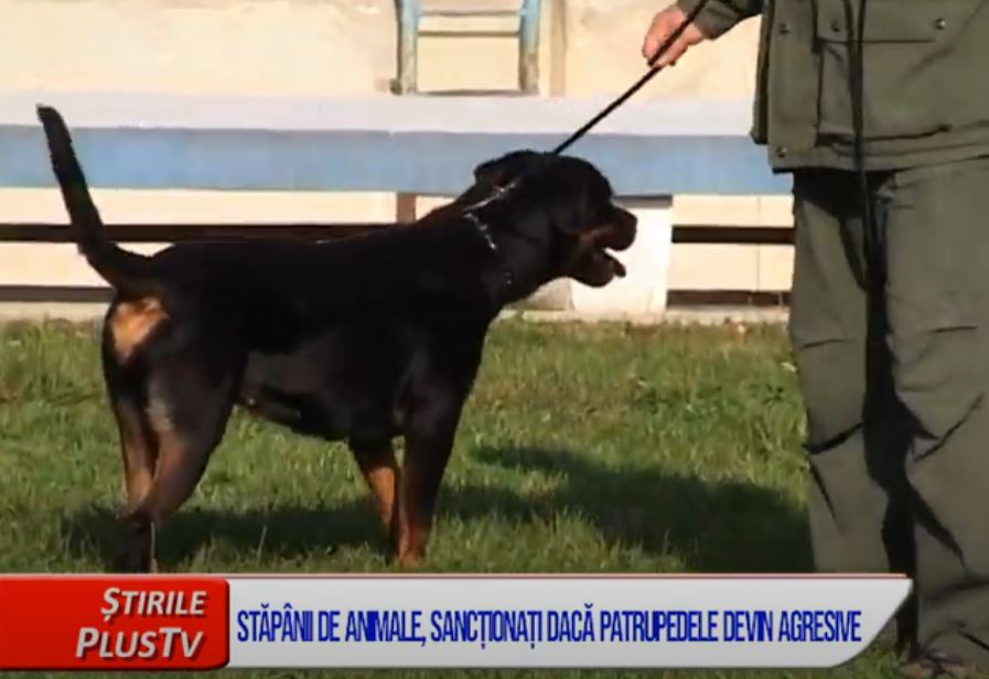 STĂPÂNII DE ANIMALE, SANCȚIONAȚI DACĂ PATRUPEDELE DEVIN AGRESIVE