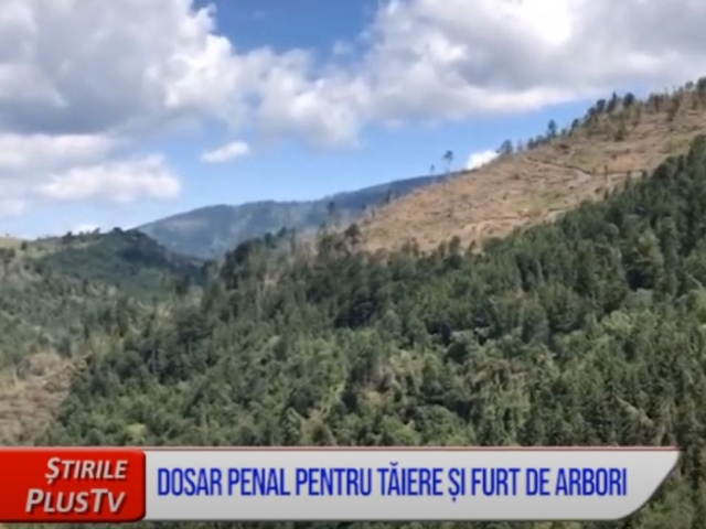 DOSAR PENAL PENTRU TĂIERE ȘI FURT DE ARBORI