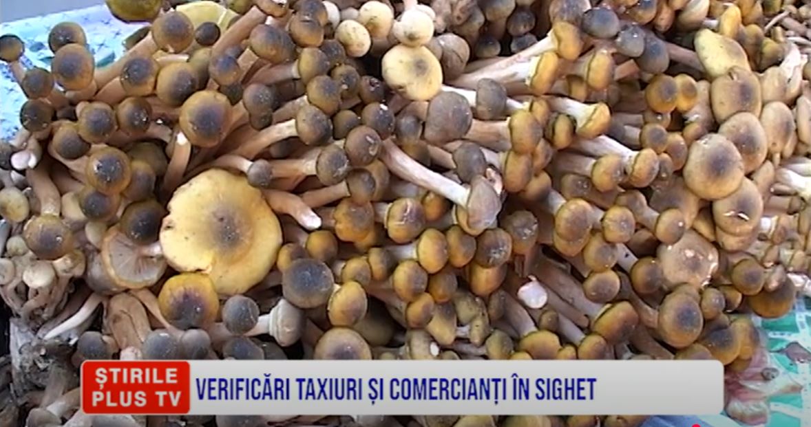 VERIFICĂRI TAXIURI ȘI COMERCIANȚI ÎN SIGHET